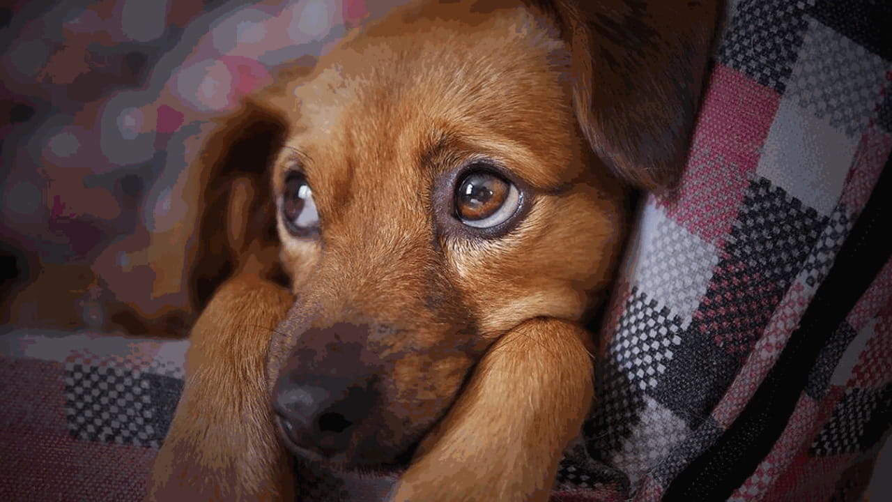 Nel momento dell’addio, cani e gatti cercano con lo sguardo il loro umano. Il veterinario rivela perché non dovremmo mai lasciarli soli.