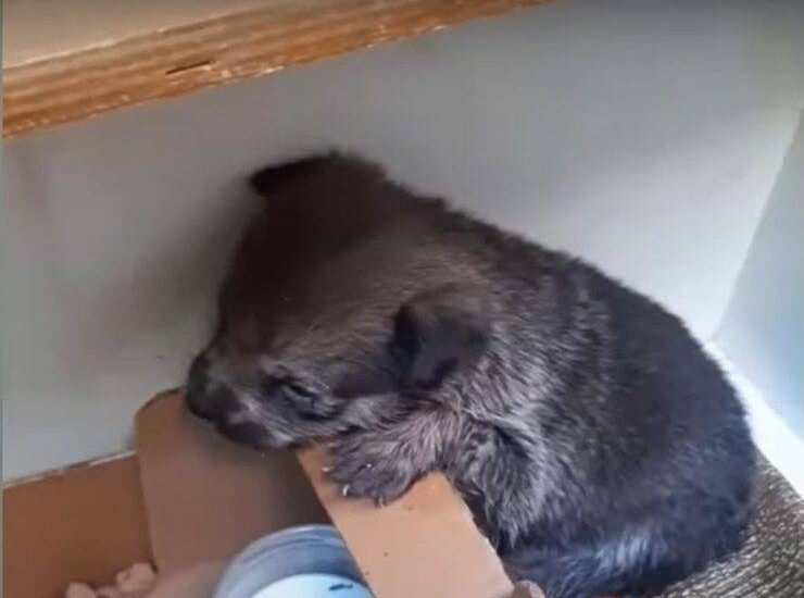 Lasciata sola a pochi giorni di vita, Indigo non smetteva di piangere. Oggi, dopo cure e amore, la cagnolina ha ritrovato la salute e la felicità.