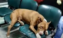 A Rionegro, un cane senza padrone si è presentato al pronto soccorso con dolori allo stomaco, restando paziente in sala d’attesa fino all’arrivo dei soccorsi.