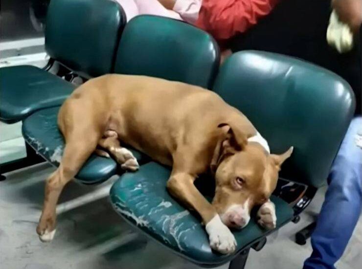 A Rionegro, un cane senza padrone si è presentato al pronto soccorso con dolori allo stomaco, restando paziente in sala d’attesa fino all’arrivo dei soccorsi.