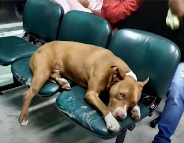 Cane randagio entra in ospedale e attende il suo turno per essere curato