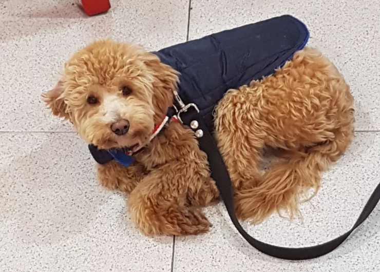 Un uomo ha lasciato un barboncino in un pet shop con la scusa di un bagno: in realtà voleva abbandonarlo. Poi la verità sul suo gesto.