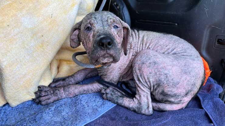 Un cane randagio si era rifugiato in un cimitero del Missouri, malato e senza forze. Salvato dai volontari, oggi ha finalmente una nuova vita.