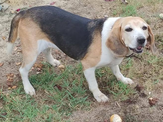 Bitsy, cieca e sorda, ritrova dopo un anno il nonno Steve: bastano pochi istanti per riconoscerlo e riabbracciarlo.