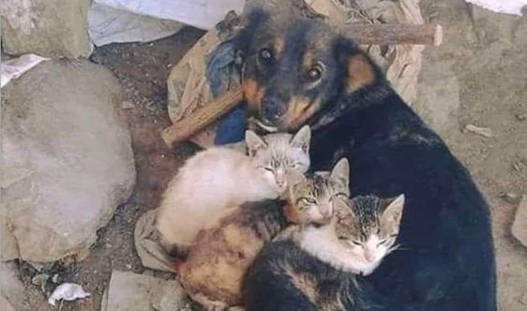 Scomparsa da casa, Laila è stata ritrovata accudendo quattro gattini soli e indifesi. Oggi vivono tutti insieme nella stessa famiglia, al caldo e al sicuro.