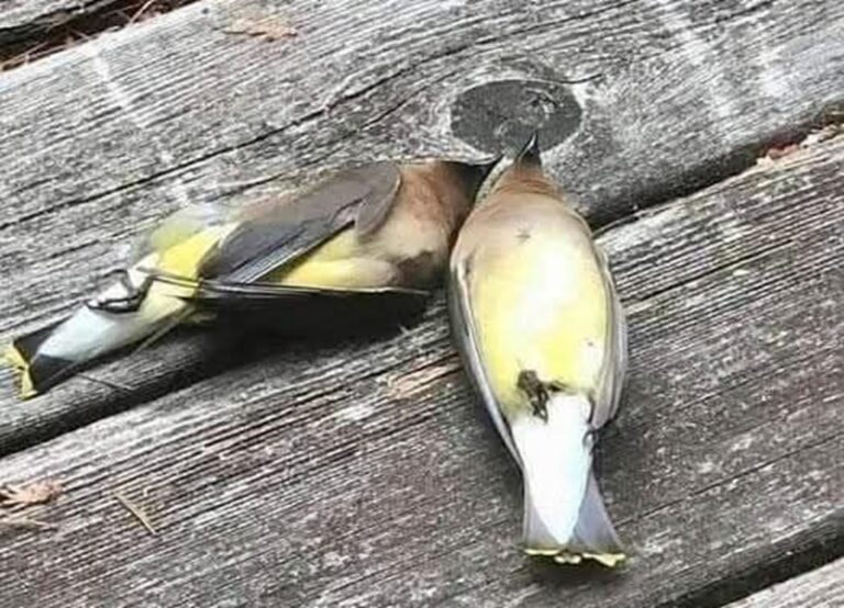 Un cedrone colpisce una finestra e muore, ma il suo compagno lo segue poco dopo. Una scena che racconta amore, dolore e mistero nel cuore della natura.