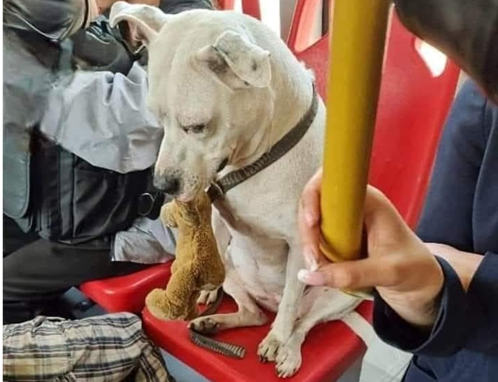 Durante un viaggio, un cane con il suo giocattolo preferito è stato fatto sedere su un sedile grazie alla gentilezza dei passeggeri.