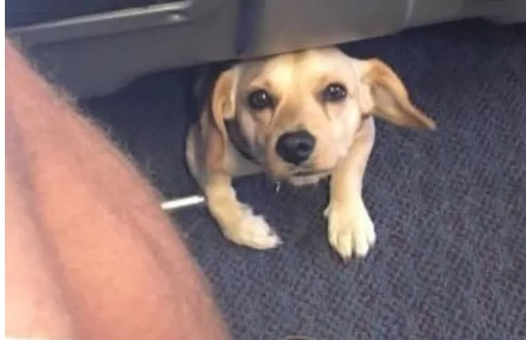Durante un viaggio in treno, un incontro inatteso con un piccolo cane curioso ha reso la giornata indimenticabile e piena di sorrisi.