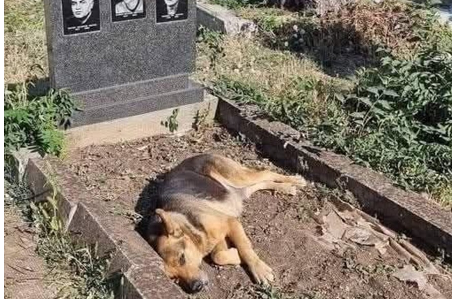 Un cane randagio si sdraia nello stesso luogo ogni giorno. Il suo gesto, semplice e ripetuto, ricorda a tutti il valore dell’amore disinteressato.