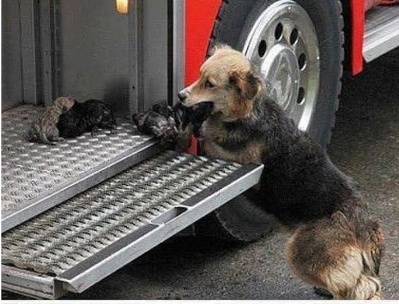 Tra fumo e fiamme, una cagna ha portato uno a uno i suoi piccoli verso il camion dei vigili del fuoco, trovando per loro la salvezza.