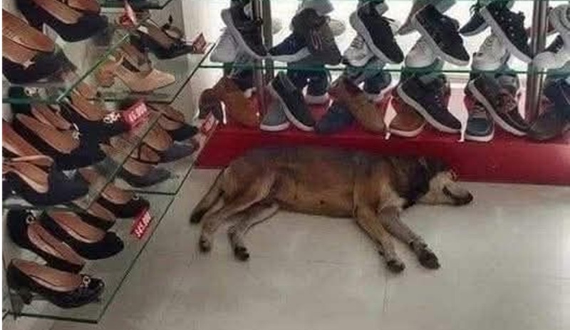 Un negozio di scarpe ha aperto le porte a un cane randagio sotto la pioggia. Il direttore: “Meglio dentro al caldo che bagnato in strada”.