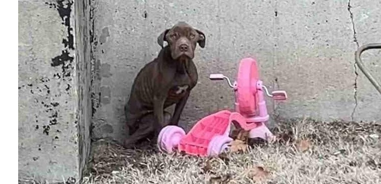 Un cagnolino lasciato senza nulla, rannicchiato accanto a un giocattolo rotto, ha trovato finalmente qualcuno disposto a salvarlo e donargli amore.