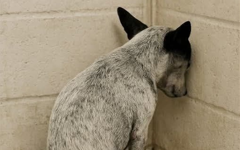 Rifiutato dalla sua famiglia, ora resta solo in un angolo. Nonostante la tristezza, questo cane continua a sperare in un’adozione che cambi la sua vita.