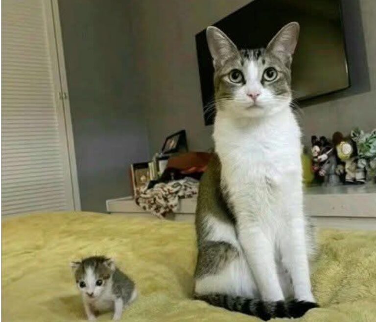 Non poteva avere cuccioli, ma ha portato a casa un gattino abbandonato: un gesto d’amore che vale più di mille parole.