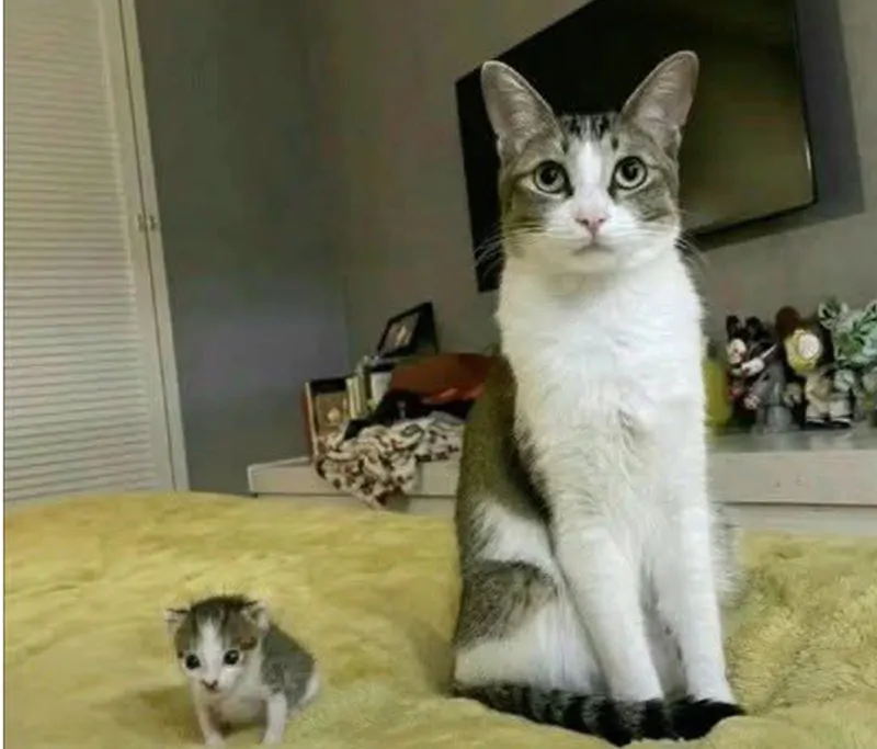 Non poteva avere cuccioli, ma ha portato a casa un gattino abbandonato: un gesto d’amore che vale più di mille parole.