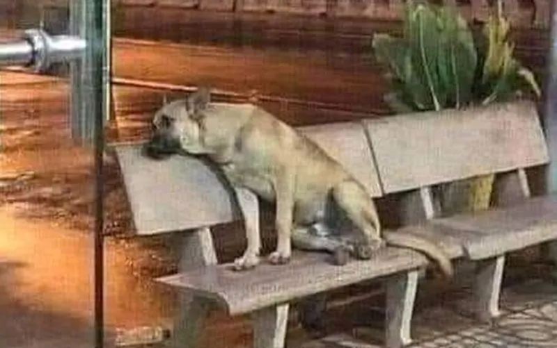 Ogni giorno arrivava con lui, ogni sera tornava a casa al suo fianco. Ora il suo umano non c’è più, ma lui continua ad attenderlo.