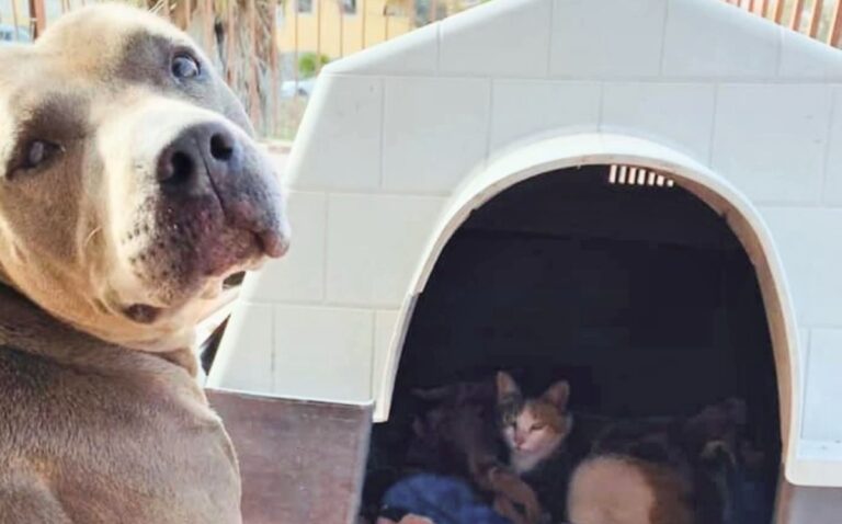 Hades, un pitbull dal cuore tenero, ha sorpreso tutti proteggendo una gatta randagia incinta e restando al suo fianco durante il parto.