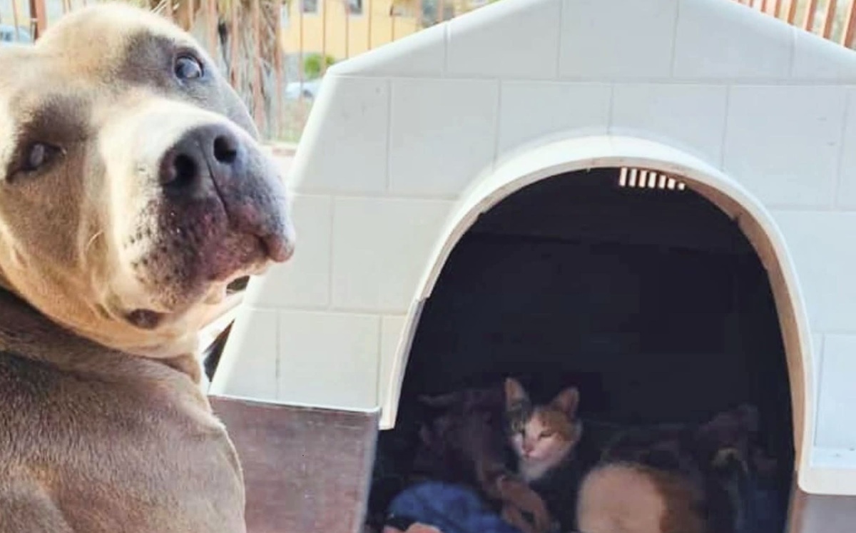 Hades, un pitbull dal cuore tenero, ha sorpreso tutti proteggendo una gatta randagia incinta e restando al suo fianco durante il parto.