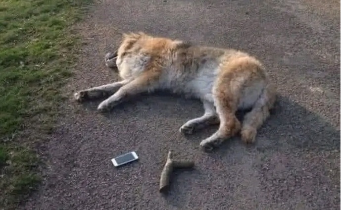 Un ultimo lancio, una corsa felice, poi il cuore si è fermato. Luna se n’è andata così, lasciando dietro di sé amore e ricordi indelebili.