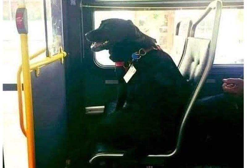 Ogni giorno sale sul bus con il suo abbonamento al collare, scende al parco per cani e torna a casa da sola. Passeggeri e autisti la adorano.