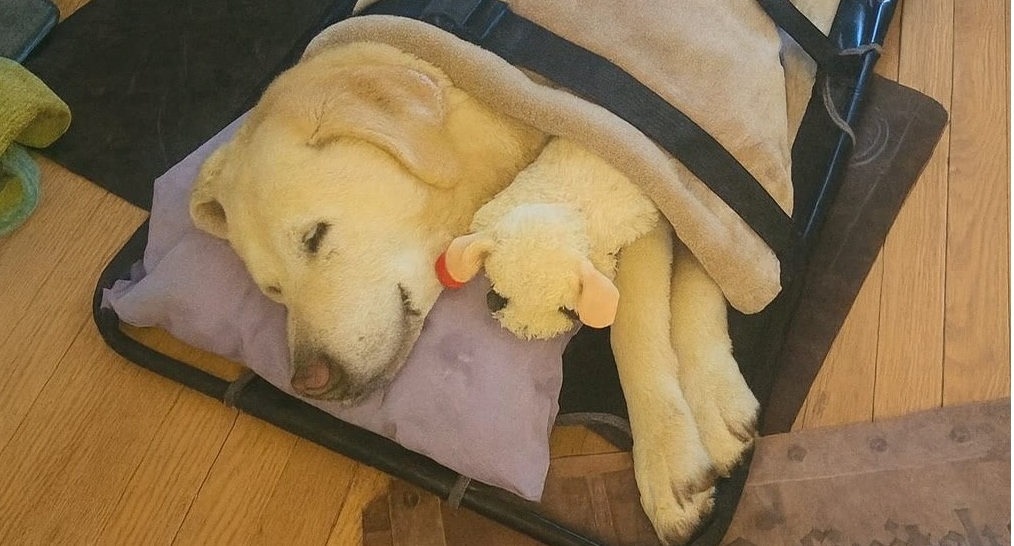Ha combattuto il cancro, ha resistito fino all’ultimo, ma ieri il suo cuore si è fermato. Per 13 anni ha donato amore senza chiedere nulla in cambio.