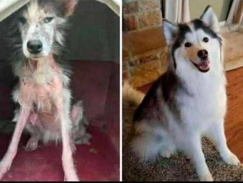 “Se porti a casa quel cane ti lascio”: lui sceglie l’amore a quattro zampe Un anno fa l’aut aut della fidanzata. Oggi è single, ma accanto a sé ha un cane felice, sano e pieno di gratitudine. L’incontro che cambia tutto Era solo, spaventato e magro, a pochi isolati da casa. Bastò uno sguardo per capire che non poteva voltarsi dall’altra parte. Così quell’uomo decise di raccoglierlo e portarlo con sé. Ma la scelta non fu semplice: la sua fidanzata lo mise davanti a un ultimatum crudele. “Se porti a casa quel cane, ti lascio”, gli disse. Una frase netta, senza possibilità di mediazione. Un anno dopo la decisione Da allora è passato un anno. La relazione si è chiusa, ma quella scelta dettata dal cuore ha cambiato per sempre la sua vita. Oggi non è più in coppia, ma ha accanto un compagno fedele: un cane sano, sereno e capace di donare amore senza condizioni. Al suo fianco non ci sono rimpianti, ma solo la certezza di aver fatto ciò che era giusto. L’amore che non tradisce mai Il legame che si è creato con quel cane è diventato la prova più forte che a volte le scelte dolorose aprono la strada a una felicità diversa, più autentica. Invece di restare accanto a chi non condivideva la sua sensibilità, ha scelto la fedeltà di un amico a quattro zampe. E guardandolo oggi, con gli occhi pieni di gratitudine e la coda che scodinzola, non ha alcun dubbio: era la scelta giusta.