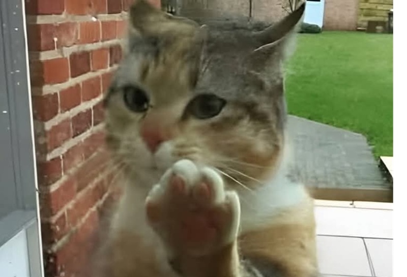 Dopo settimane ad attendere invano la sua vecchia famiglia, un gatto lasciato indietro durante un trasloco ha trovato finalmente amore e un rifugio sicuro.