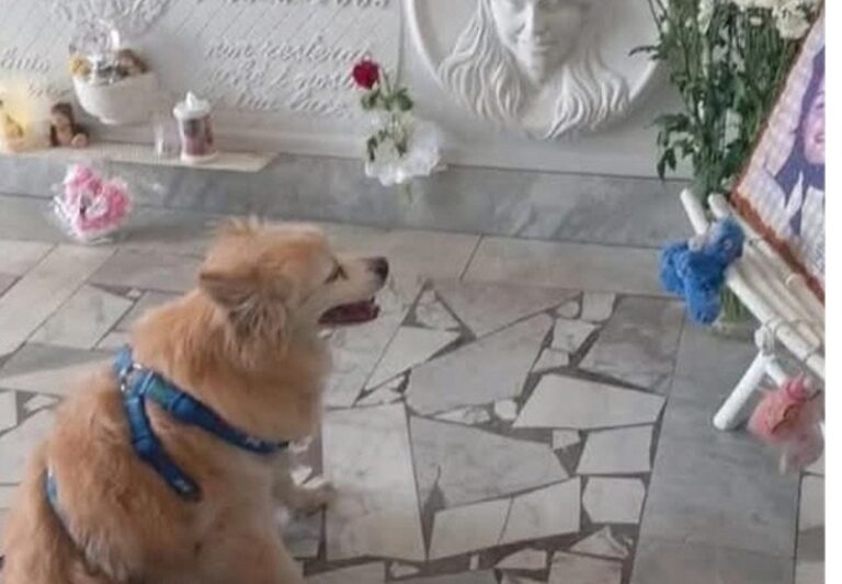 Ogni settimana andava a trovarla sulla sua tomba. Dopo aver perso anche la nonna adottiva, Pocho si è lasciato andare ed è volato al Ponte dell’Arcobaleno.