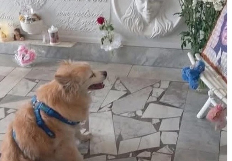 Ogni settimana andava a trovarla sulla sua tomba. Dopo aver perso anche la nonna adottiva, Pocho si è lasciato andare ed è volato al Ponte dell’Arcobaleno.