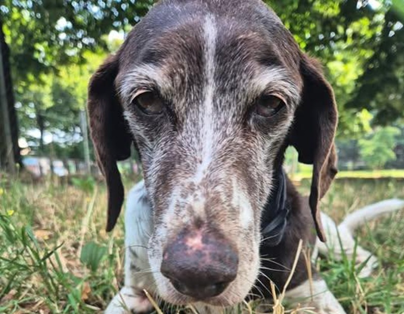 Una cagnolina anziana e un giovane dal cuore grande: la storia di Baka e Pasquale dimostra che i miracoli, a volte, arrivano quando meno te lo aspetti.