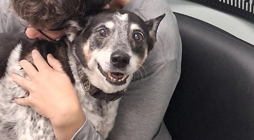 Il racconto straziante di un padrone costretto a dire addio al suo cane dopo una vita insieme. “La firma tremava, ma soffriva troppo”.