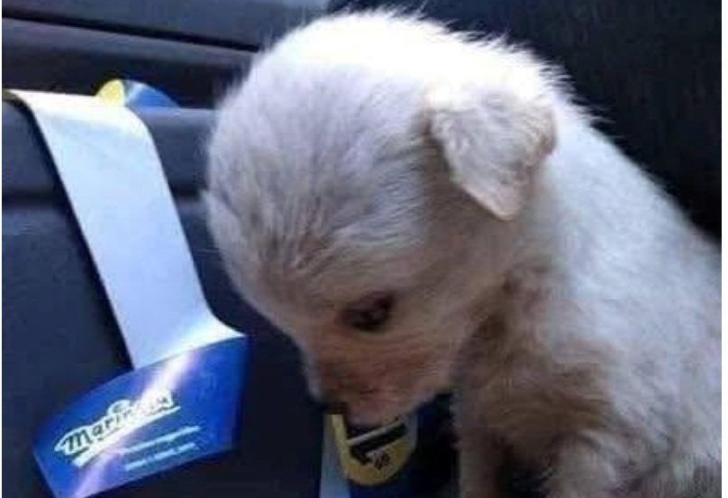 Una cagnolina appena nata è stata trovata in un contenitore dei rifiuti. Stava per morire, ma qualcuno l’ha salvata e ora avrà una seconda possibilità.