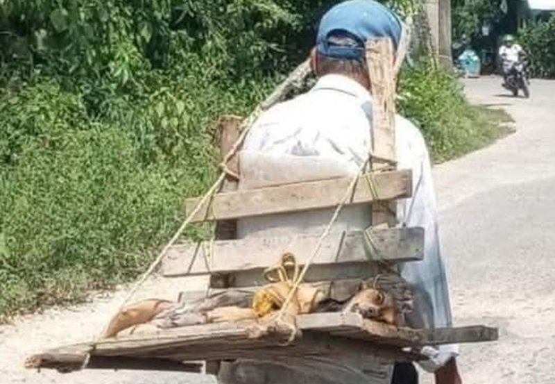 Un uomo senza dimora ha compiuto un gesto straziante: portare a piedi il suo fedele cane defunto fino alla sepoltura, sulle spalle, con dignità intatta.
