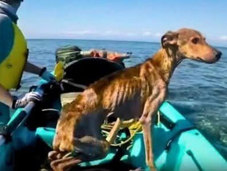 Un fotografo scopre un cucciolo scheletrico in una capanna abbandonata e lo porta in salvo. Dopo mesi, l’incredibile riunione negli Stati Uniti.