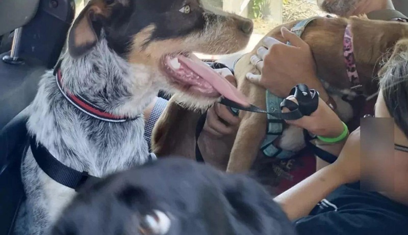 Una scelta inaspettata al rifugio Amici del Cane di Latina: una famiglia ha deciso di non separare tre amici inseparabili, adottandoli tutti.