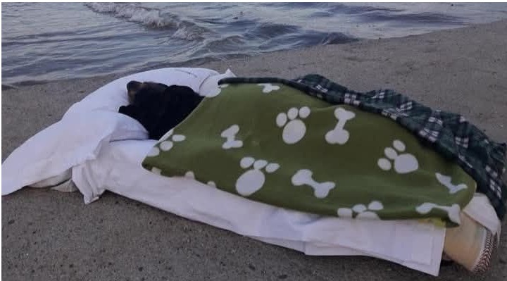 Piero porta la sua cagnolina malata al mare per l’ultimo saluto. Le immagini diventano virali e raccontano la forza di un legame indissolubile.