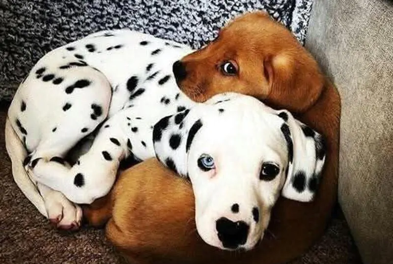 Incontratisi dietro le sbarre, hanno trovato l’uno nell’altro rifugio e speranza. Oggi vivono un legame indissolubile che commuove e insegna il valore dell’amore.