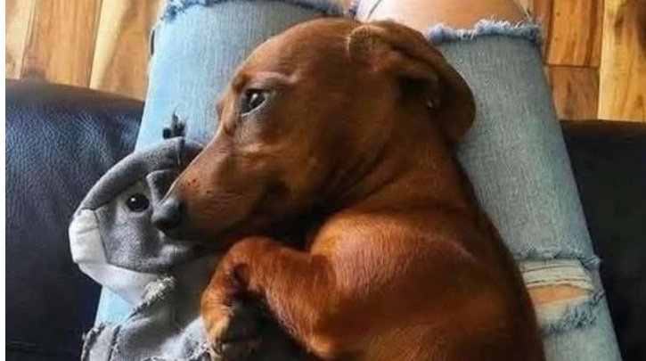 Nascosto negli angoli, tremante e diffidente, stringeva il suo unico tesoro: un giocattolo strappato. Oggi ha trovato amore, pace e una casa.