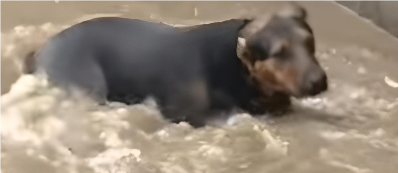 La passeggiata si è trasformata in incubo: una donna e la sua cagnolona rischiano di annegare, salvate in extremis dai Vigili del Fuoco.