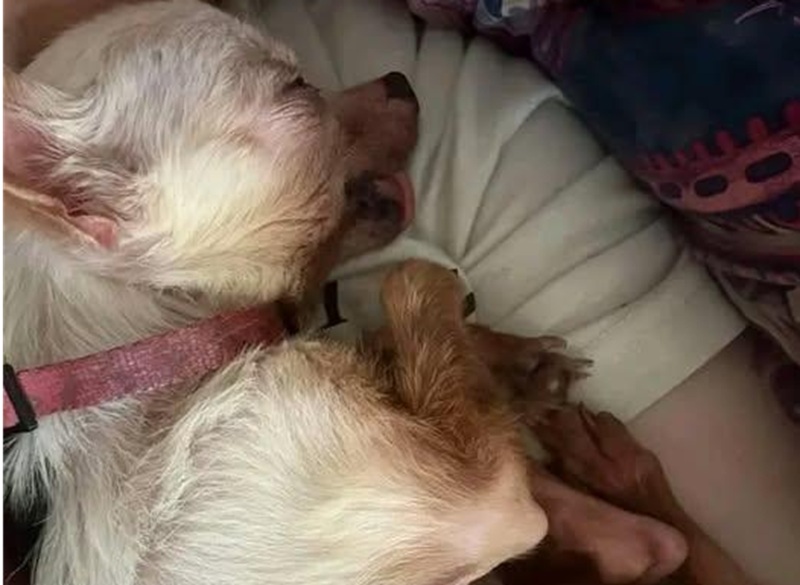 Con lei fin da cucciola, ha vissuto 16 anni di affetto e momenti indimenticabili. Ora Chiquita riposa, lasciando un vuoto enorme ma ricordi eterni.