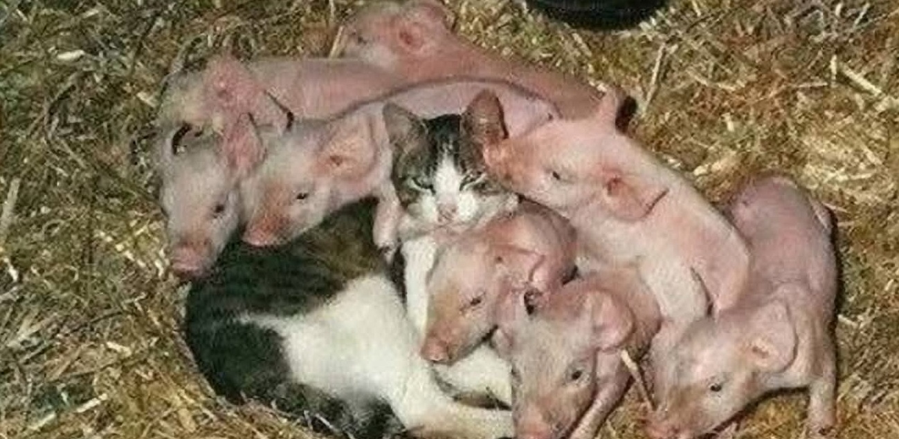 Rimasti senza madre dopo il parto, i piccoli maialini hanno trovato protezione e calore in un gatto del fienile che li ha adottati come suoi cuccioli.