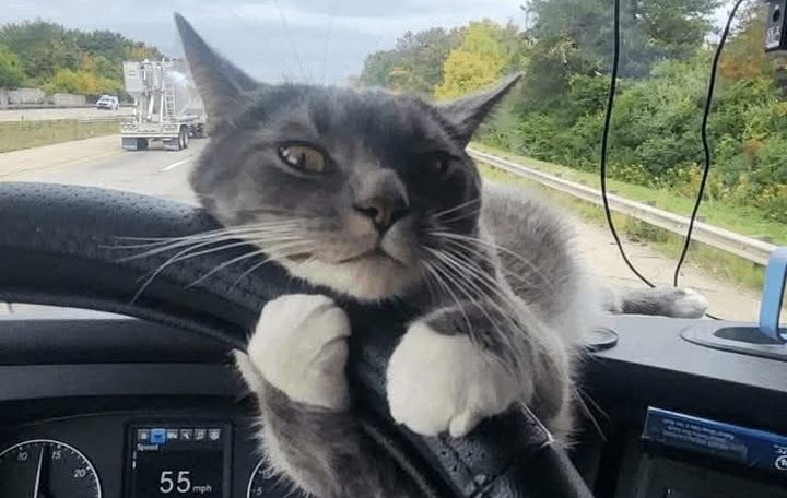 Un camionista trova un gattino abbandonato sotto la pioggia e lo porta con sé. Da allora Capitano è diventato il suo inseparabile compagno di viaggio.