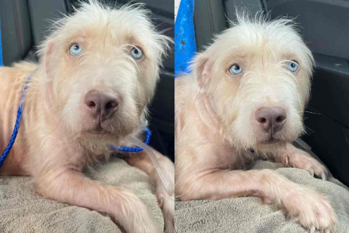 Abagurl era considerata invisibile e destinata all’eutanasia, ma un incontro imprevisto ha stravolto il suo destino regalando a questo cane una nuova vita.