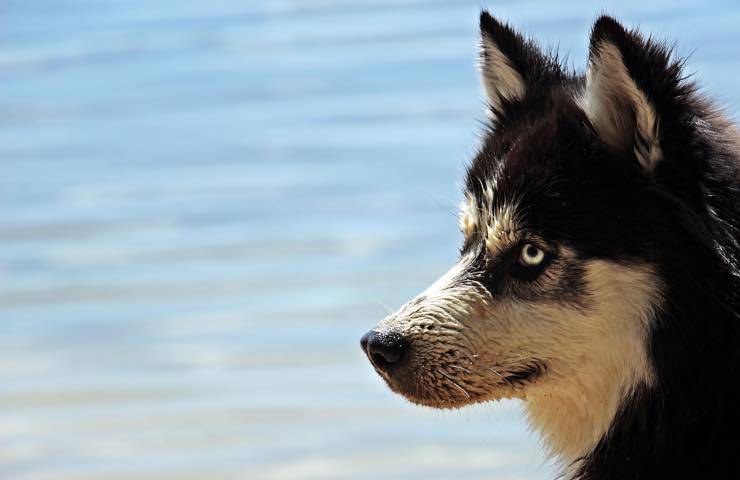 Axel, il cane eroe che salva un anziano in mare