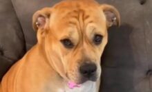 Il video di Tinker, la cagnolina dal cuore spezzato, sta facendo emozionare Instagram: milioni di utenti si sono commossi davanti al suo sguardo malinconico.