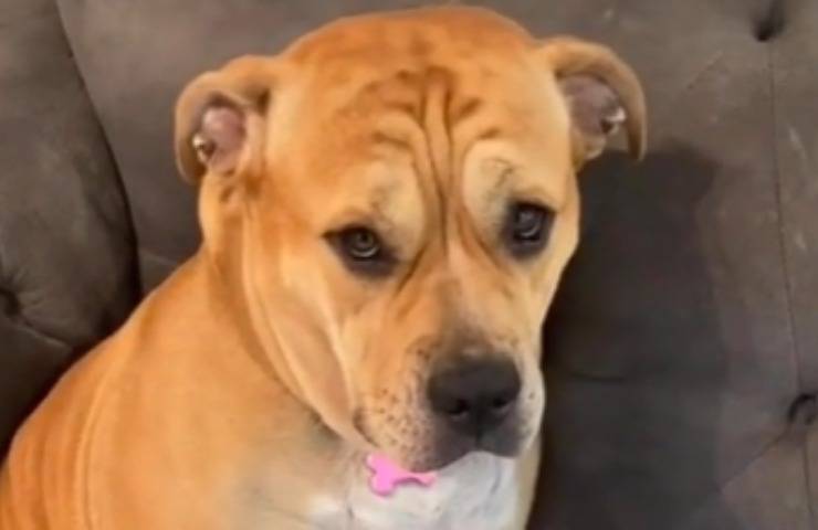 Il video di Tinker, la cagnolina dal cuore spezzato, sta facendo emozionare Instagram: milioni di utenti si sono commossi davanti al suo sguardo malinconico.