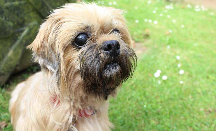 Salvate dalla RSPCA in condizioni critiche, Penny e Sandy sono diventate inseparabili. Una è cieca, l’altra le fa da guida. Ora cercano una famiglia insieme.