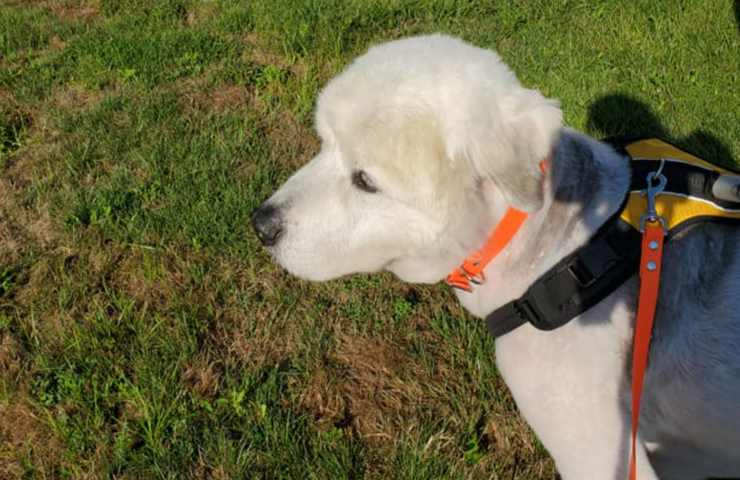 Accanto a lui un biglietto disperato: “Ho più di 10 anni, non posso più camminare”. Oggi Perry è rinato grazie alle cure dei volontari.
