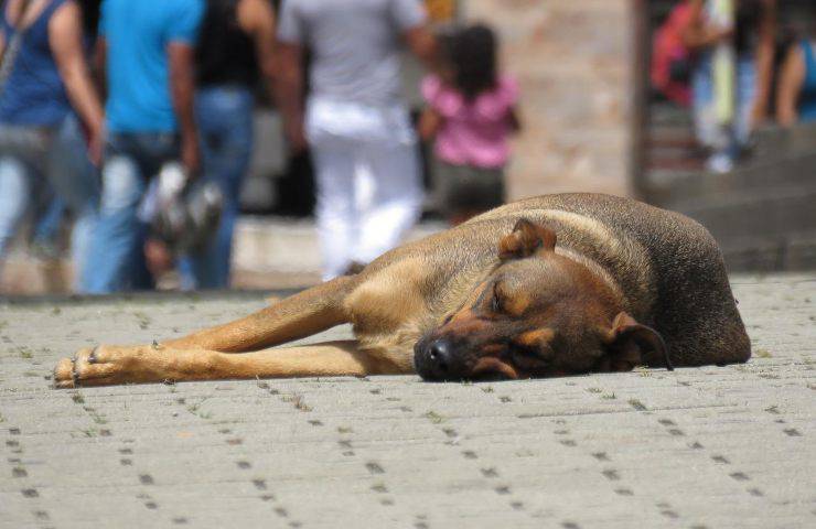 Un uomo di 48 anni ha raccontato su Reddit la sua scelta: tra la compagna e il cane ha deciso di restare con Boots, il suo fedele amico.