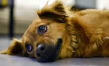 Il cane era rimasto solo dopo il malore del suo anziano proprietario. La Polizia locale e i volontari lo hanno preso in custodia fino al ritorno del padrone.